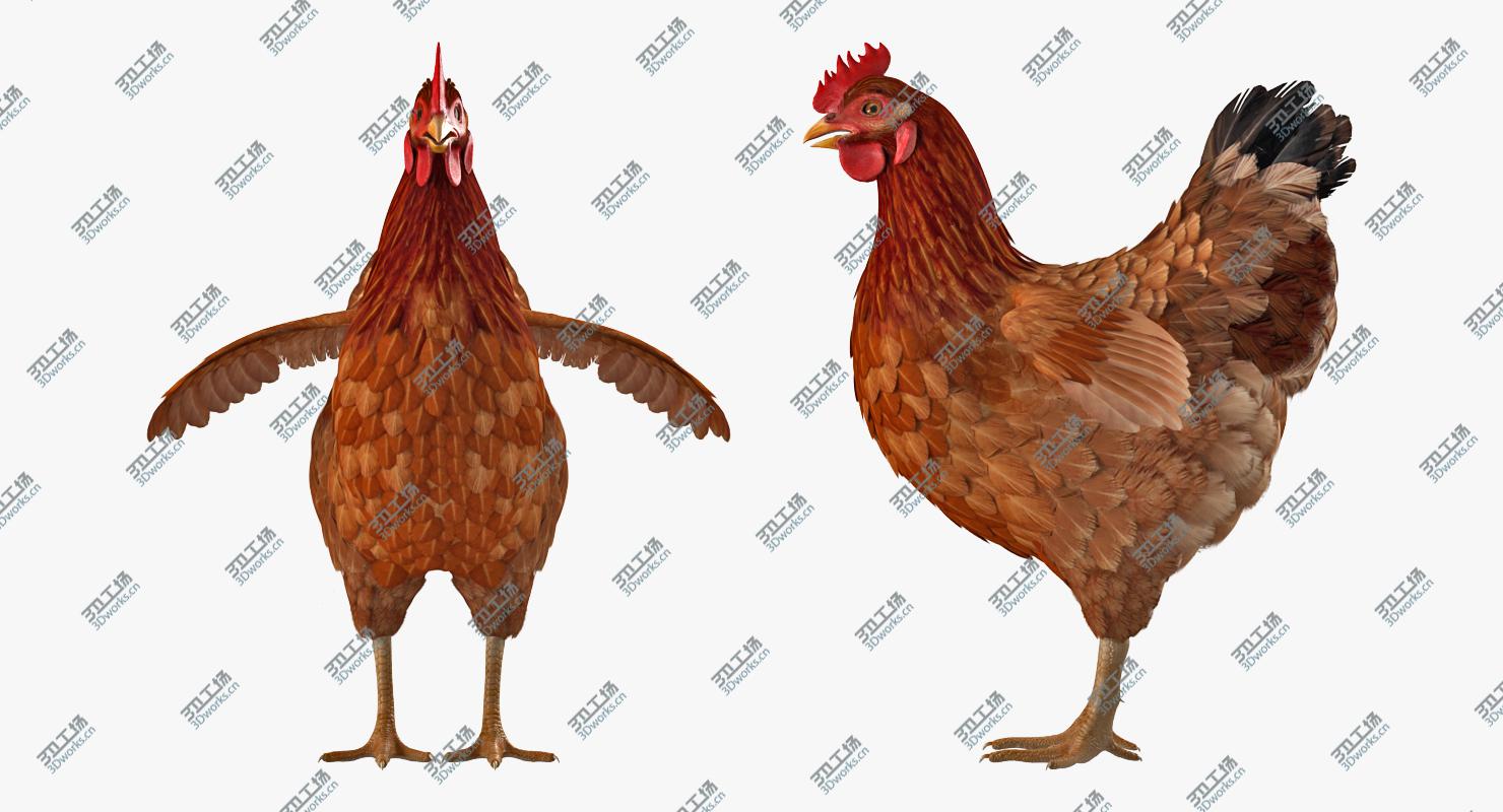 images/goods_img/2021040162/Brown Chicken Rigged for Cinema 4D 3D model/5.jpg
